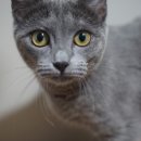 우다닥 고양이호텔 이미지