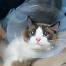 골골탬버린클럽 이미지