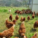 장곡농장 이미지