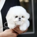 퍼피빌리지 이미지