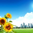 해바라기 이미지