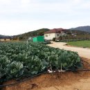 서산전원주택 급매물 공인중개사 부동산 전원주택 급 매매 넓은밭과 과일나무있는 귀농 전원주택급매물입니다. 이미지