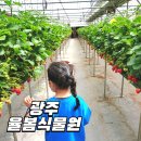 정문농장 | 광주 율봄식물원 딸기체험 예약 필수 농장 후기 (시즌 언제까지?)