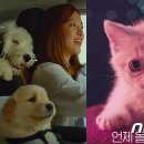 더 귀엽개 이미지