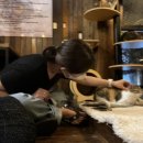 청주고양이입양지원센터 애니멀공화국 이미지