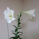 화이트 헤븐 이미지