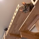pet191다4263 | 고양이 원목 캣타워, 튼튼함도 인테리어도 포기 못하는 집사의 선택