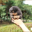 디자이너켄넬