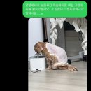 냥냥살롱 이미지