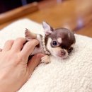 우리펫 강아지분양 성동구점 | 중랑구강아지분양 애견샵 펫샵에서 인연을 만났어요