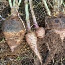 이삭농장 이미지