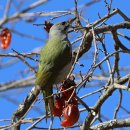 딱따구리 이미지