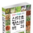 산약초 이미지
