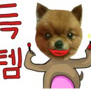 디어독 이미지