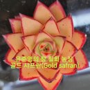 골드다육 이미지