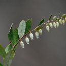 진퍼리꽃나무 [차매다프네 칼리쿨라타 (Chamaedaphne calyculata)] 이미지