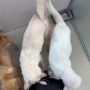 광주광역시 동물보호센터 | 광주 유기견 동물보호센터 봉사 후기/신청방법