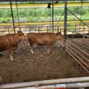 강순이농장 이미지