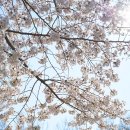 이른봄의 서정 | 서울 봄 벚꽃스냅 장소 추천 | 벚꽃스냅 잘찍는 안다스냅