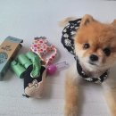 <b>비코</b>펫츠 강아지 친환경 배변봉투 풉백 리얼후기