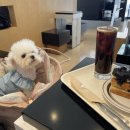 부천로85번길 | 부천 애견동반가능한 분위기 좋은 카페 매슬로우커