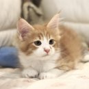 서울고양이분양 묘연 이미지