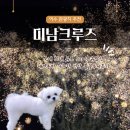 멋진강아지 | 여수 미남크루즈 유람선 불꽃놀이 강아지 애견동반 찐 후기
