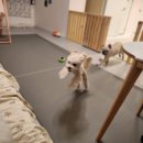 멍그니엘 애견호텔 서울강동점 이미지