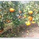 온새미영농조합법인 이미지