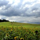 해바라기 이미지