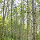 자작나무쉼터 이미지