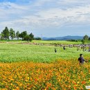 코스모스농원 이미지