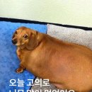 춘천집닭갈비막국수 이미지