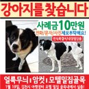 강아지를찾습니다(강아지전단지 제작사례) 이미지