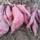 [정보] 고구마 건강학 이미지