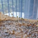 조요소 | 수경식물 건강하게 키우는 식물영양제, 닥터조 퓨어솔루션 사용후기