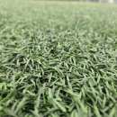 탄천변축구장 이미지