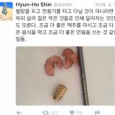 낭만실조 이미지