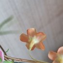 오렌지문 이미지