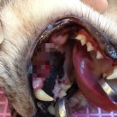 아마존 동물병원 이미지