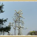 일산 호수공원의 봄 이미지