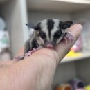 펫엔글라이더본점 이미지