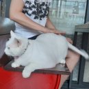 드럼통고양이 이미지