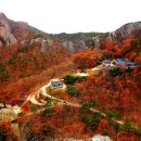 단풍