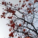 감나무집 이미지