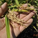 대산정미소 이미지