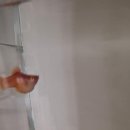 플래티 | 다이소 치어망 부화통 + 플래티 임신과 치어 출산!!