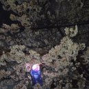 이삼칠(237)