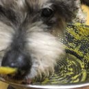 한국영양전문동물병원 이미지