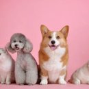 행복한산책 동물병원 이미지